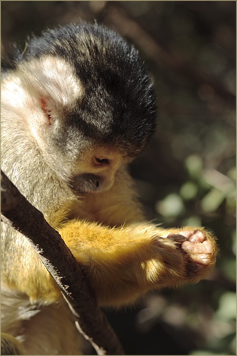 photo "Fingers" tags: nature, wild animals