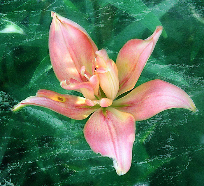 фото "Лилия "Афродита"" метки: природа, макро и крупный план, цветы