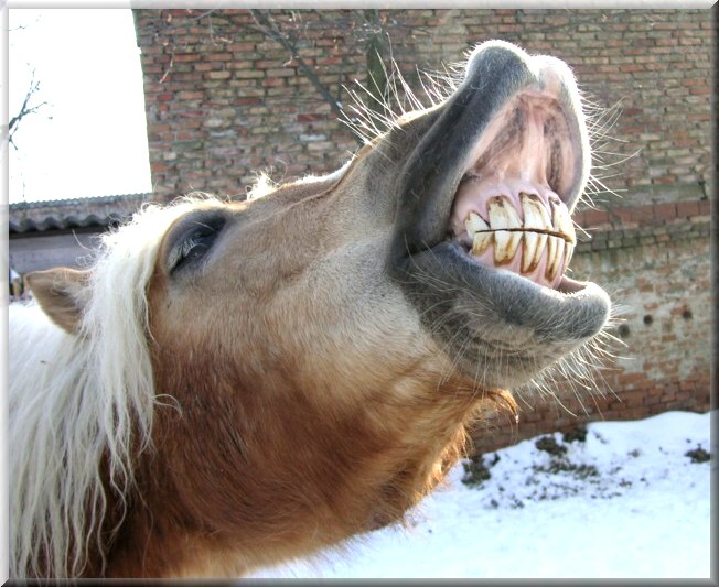 photo "" Bandit" - my horse  :o)))" tags: nature, pets/farm animals