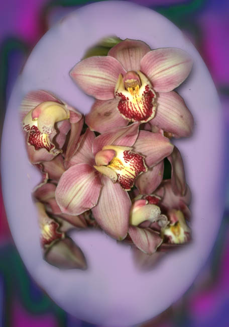фото "Orchids" метки: природа, цветы