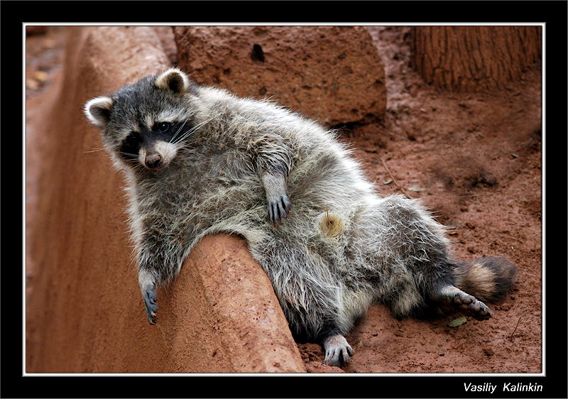 photo "Small Raccoon" tags: nature, humor, wild animals