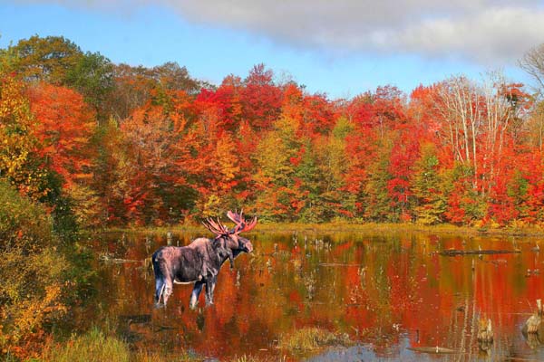 фото "moose with fall colours" метки: природа, дикие животные