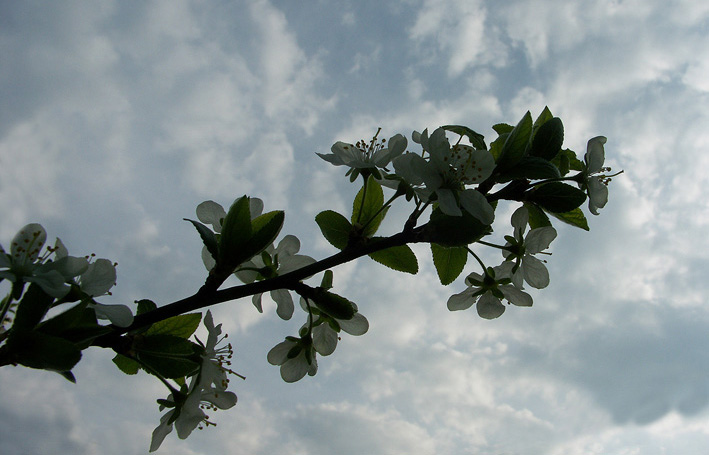 фото "Ветвь" метки: природа, пейзаж, облака, цветы