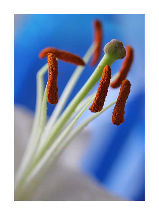 photo "***" tags: nature, macro and close-up, flowers