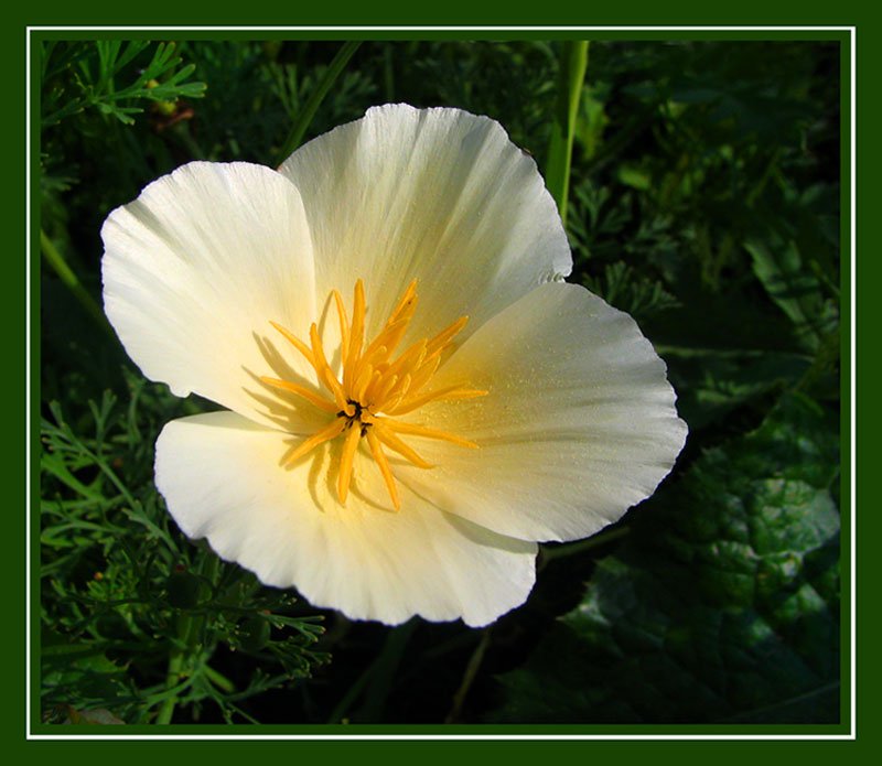 photo "***" tags: nature, macro and close-up, flowers