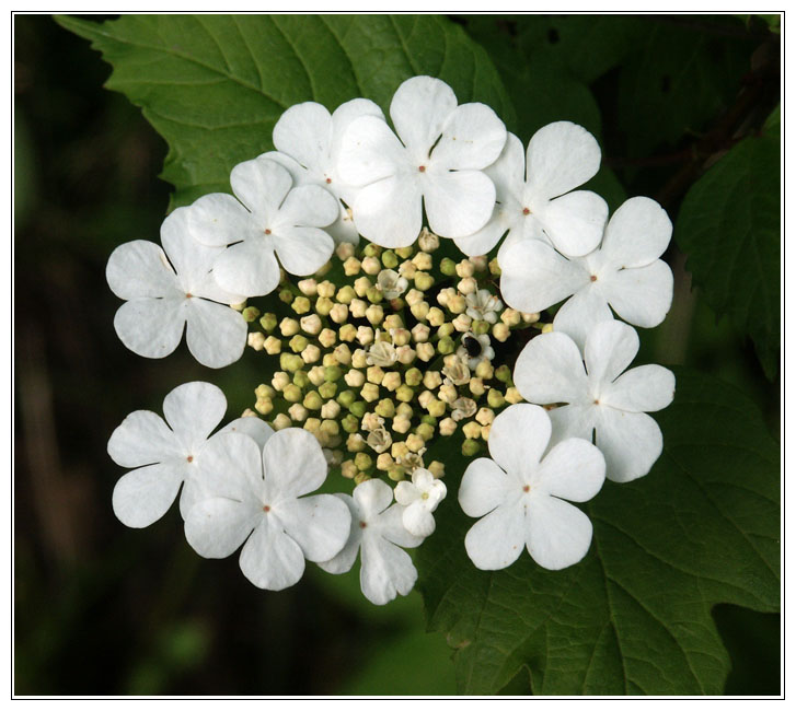 photo "Round dance" tags: nature, flowers