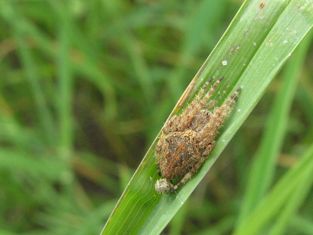 photo "Spider" tags: macro and close-up, nature, insect