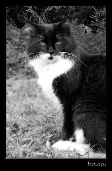 photo "Cat the fisherman" tags: nature, black&white, pets/farm animals