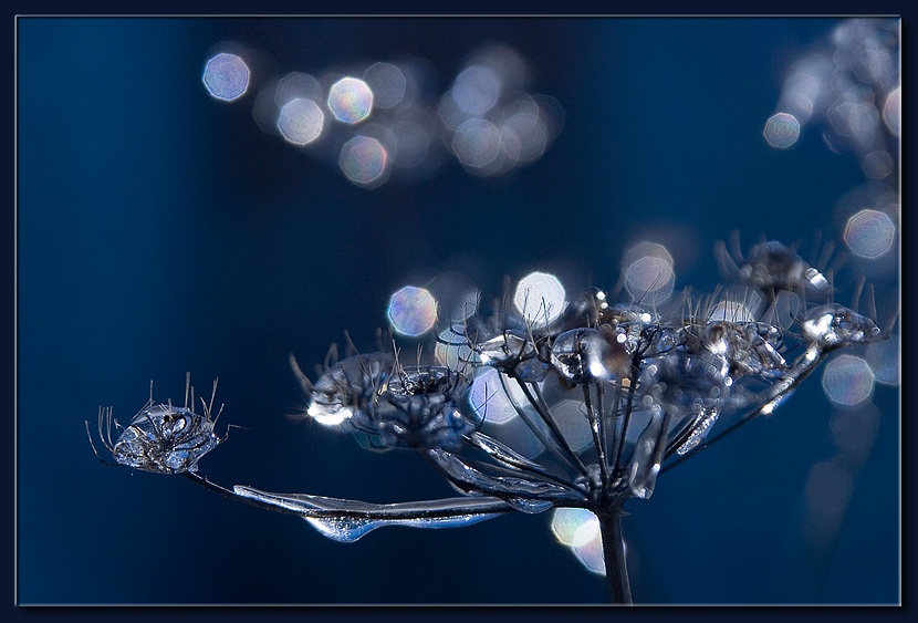 фото "Frozen Rain (1)" метки: природа, цветы