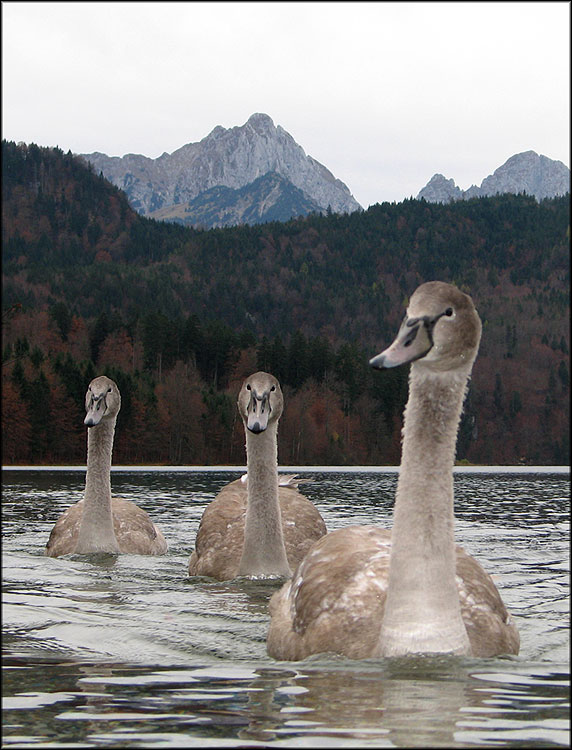 фото "Im winning!" метки: природа, путешествия, Европа, дикие животные