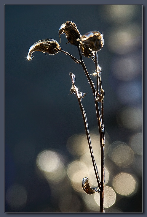фото "Замерзший дождь (2)" метки: природа, цветы