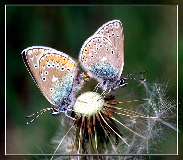 photo "***" tags: nature, macro and close-up, insect