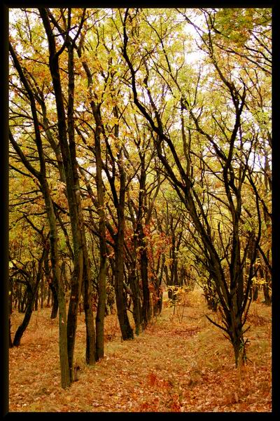 photo "Oak grove" tags: landscape, nature, forest