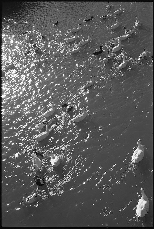 photo "Milk River" tags: landscape, black&white, water
