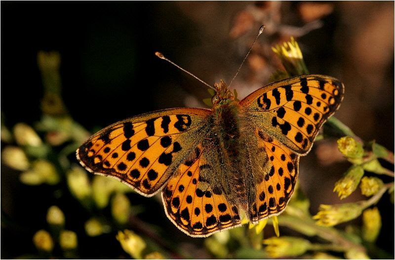 photo "***" tags: nature, insect