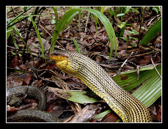 photo "Pseutes sulphureus" tags: nature, travel, South America, wild animals