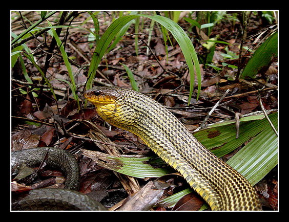 photo "Pseutes sulphureus" tags: nature, travel, South America, wild animals