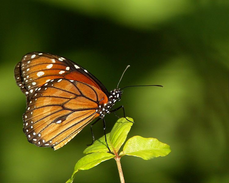 photo "Time for Breakfast" tags: nature, macro and close-up, insect