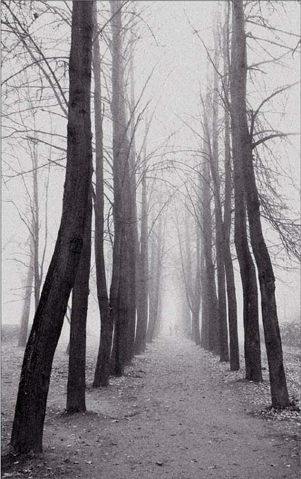 photo "..fog..." tags: landscape, genre, forest