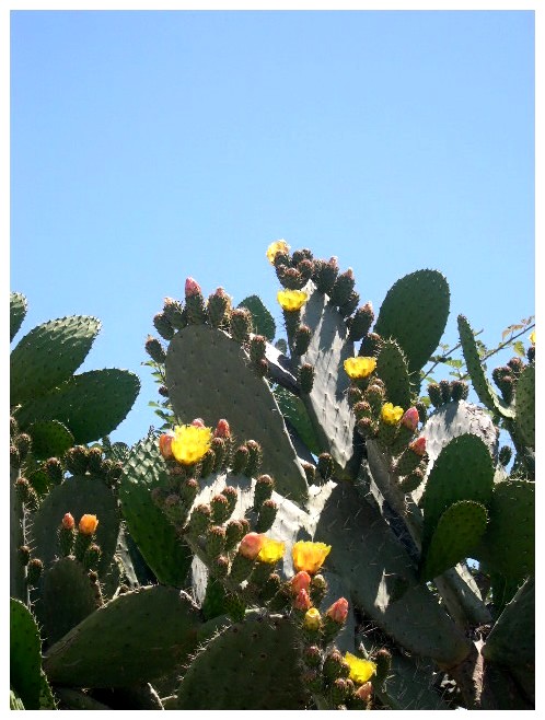 photo "floraison du cactus" tags: travel, nature, Europe, flowers