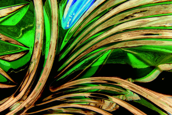 photo "BANANA PLANT" tags: macro and close-up, abstract, 