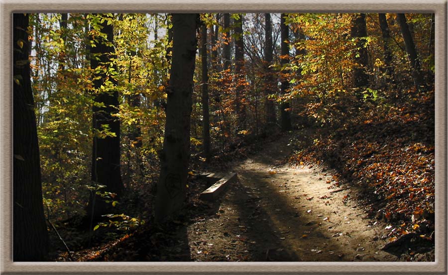 фото "Forest" метки: пейзаж, лес, осень