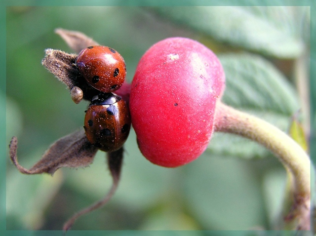 photo "Berries" tags: nature, macro and close-up, 
