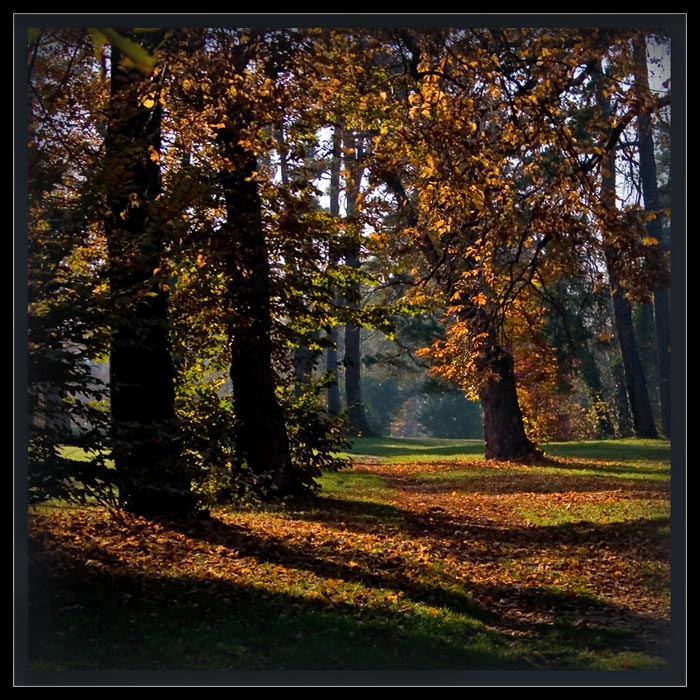 фото "osen'" метки: пейзаж, лес, осень