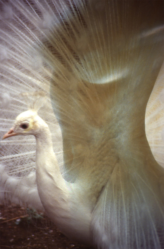 photo "the white  peacock" tags: abstract, 