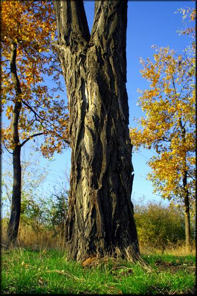 фото "Tree trunk" метки: пейзаж, природа, осень