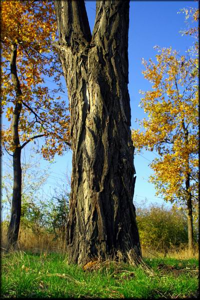 photo "Tree trunk" tags: landscape, nature, autumn