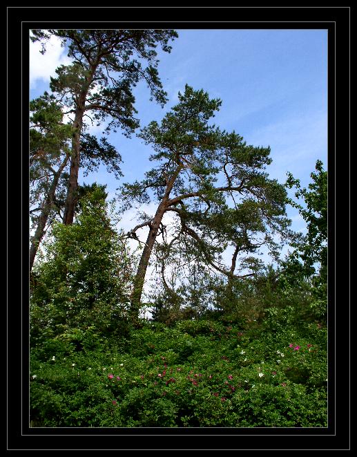 photo "Green hill." tags: landscape, nature, summer