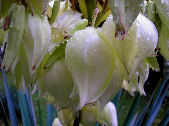 photo "Tears" tags: nature, flowers