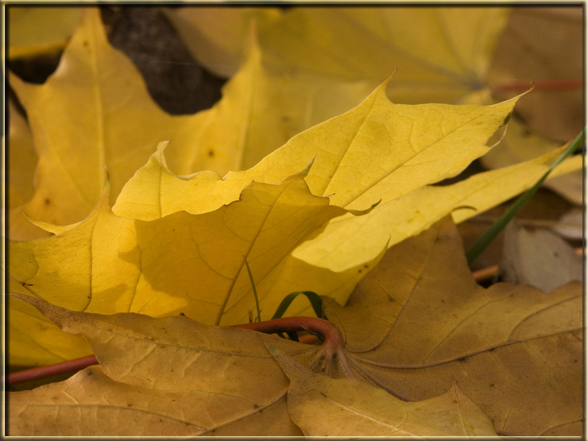 photo "Crown of autumn Empire" tags: still life, macro and close-up, 