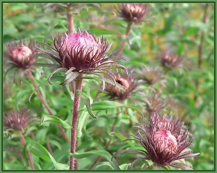 photo "***" tags: nature, flowers