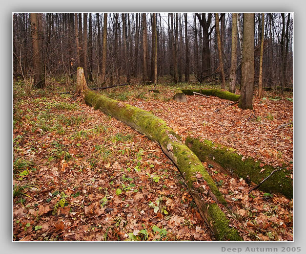 photo "Deep Autumn 2005" tags: landscape, autumn, forest