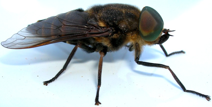 фото "Страшный мух. )" метки: макро и крупный план, природа, насекомое