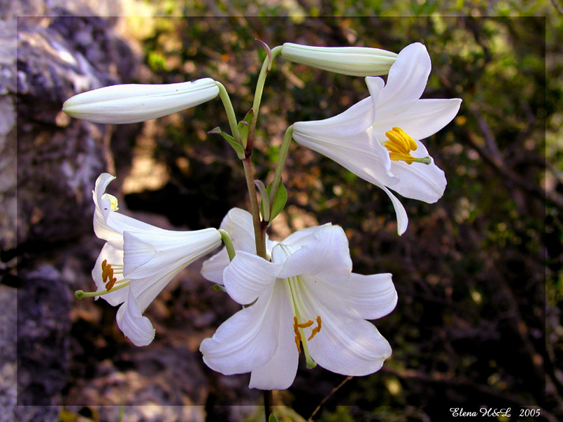 photo "Mountain Lily" tags: nature, flowers