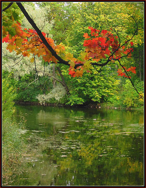 photo "Not such, as all..." tags: landscape, autumn, forest