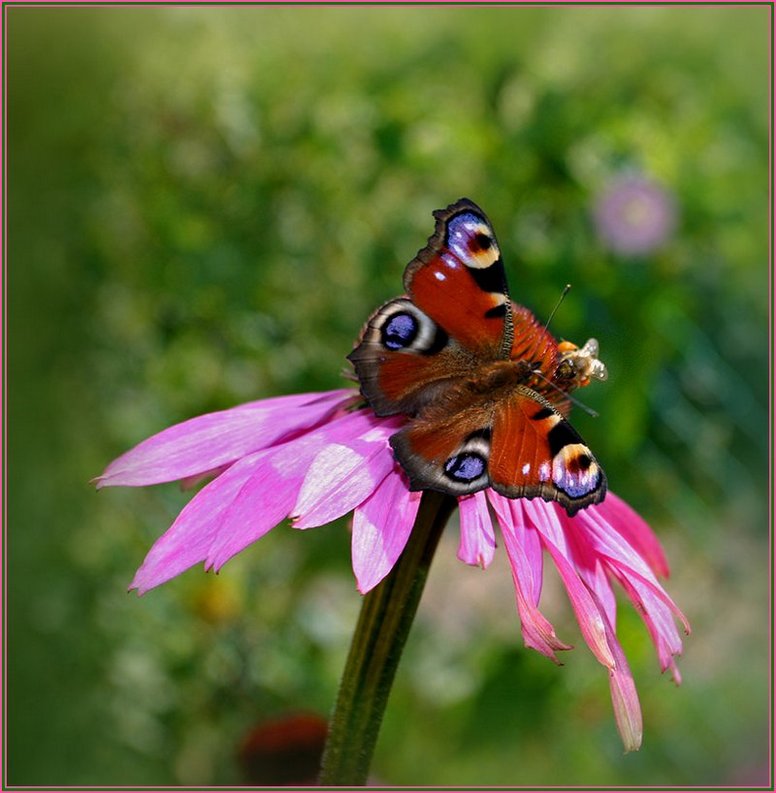 photo "Meeting Of Competitors" tags: nature, macro and close-up, insect