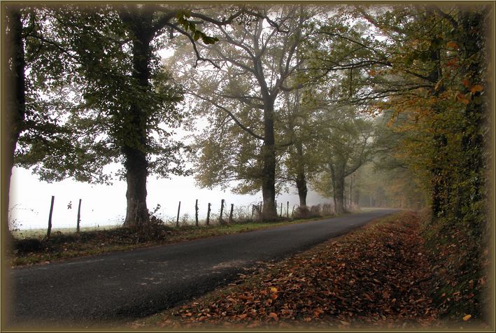 фото "autumnal colours" метки: пейзаж, лес, осень