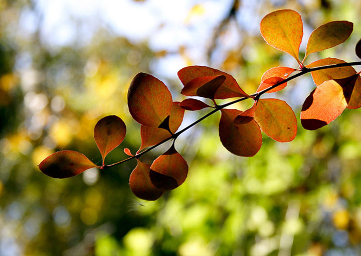 photo "3" tags: nature, flowers