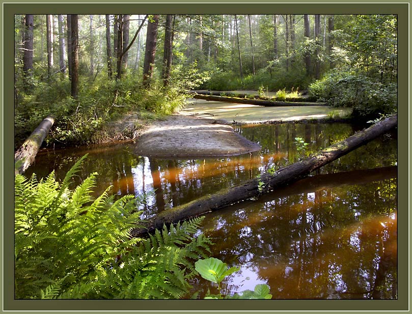 photo "Harmless bog" tags: landscape, summer