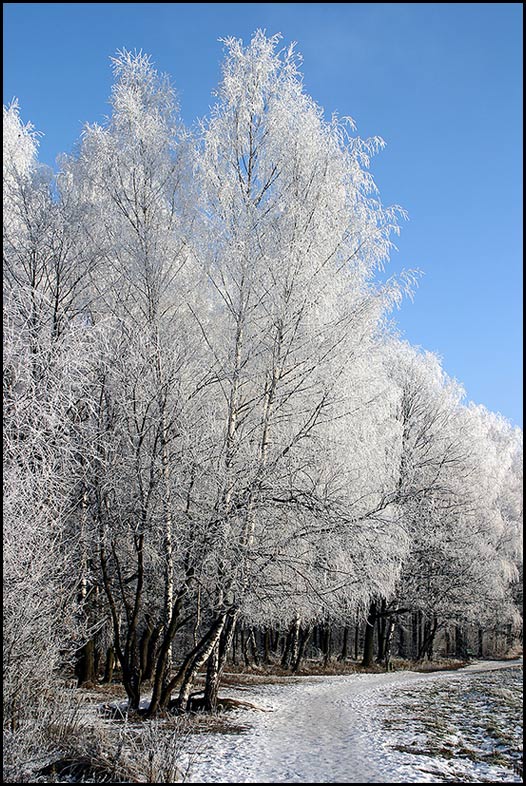 photo "Winter fairy tale" tags: landscape, forest