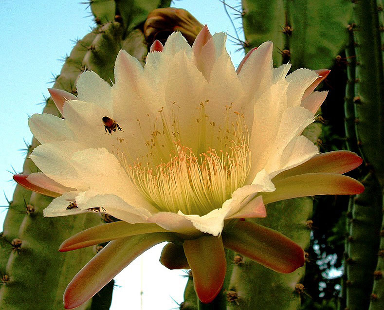 photo "Cactus and a bumblebee" tags: nature, flowers, insect