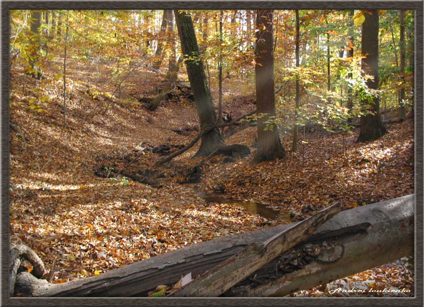 photo "Fall forest" tags: landscape, autumn, forest