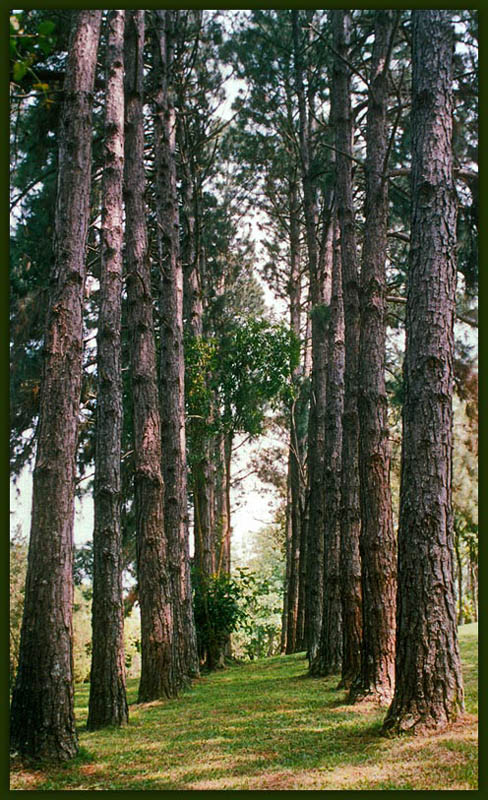 фото "corridor of trees" метки: , 