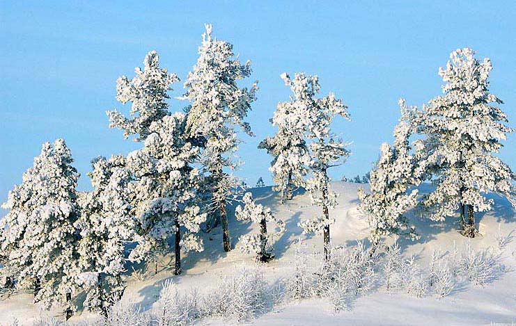 фото "Ледяные сосны" метки: пейзаж, природа, зима, цветы