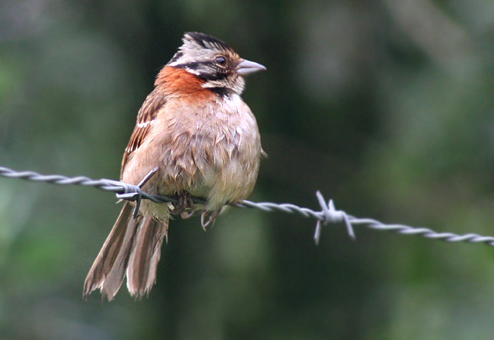 photo "the litle bird" tags: nature, wild animals