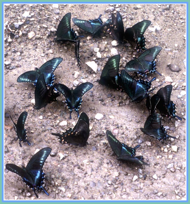 фото "Сон наяву" метки: природа, макро и крупный план, насекомое